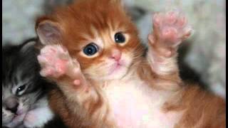 l amour fragile.wmv
