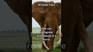 Did you know this about elephants?  #elephant #factsyouneverknew