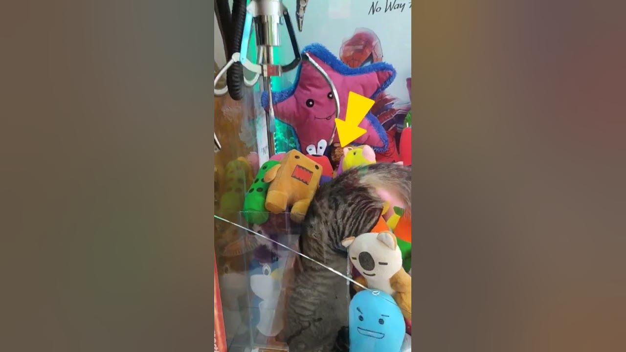 Boneka Kucing Hidup didalam mesin Capit #Videoviral #capitboneka