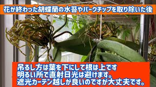 花が終わった夏の胡蝶蘭の水苔とバークチップを取った後、吊るして根を乾燥してます。