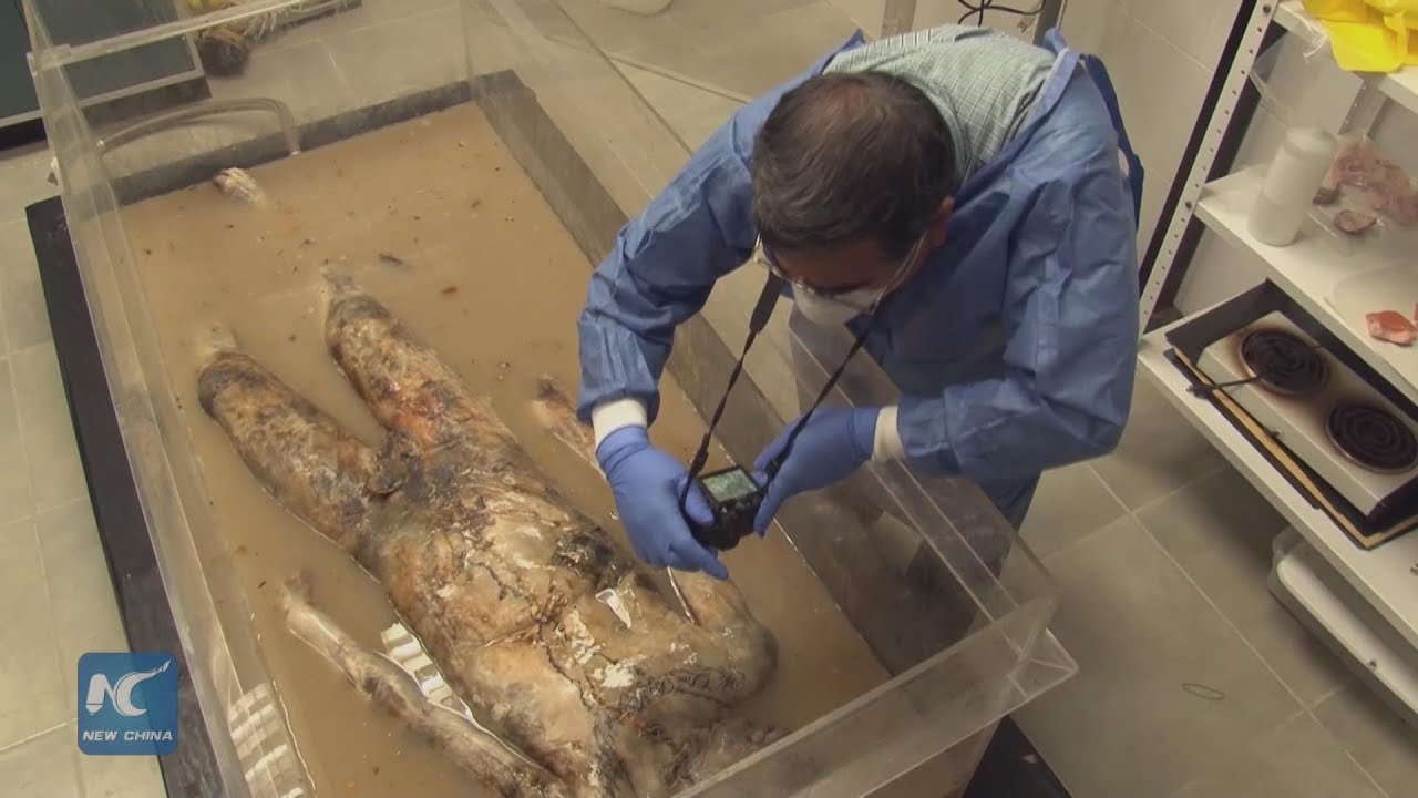 How Does The Mexican Forensic Doctor Identify The Mummified Body?