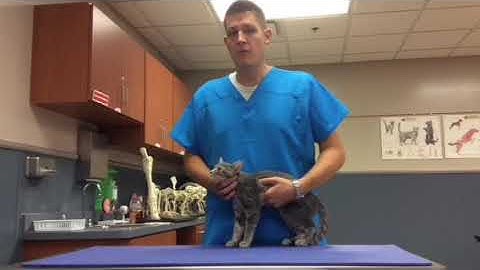 VTI-FW Standing Restraint - Feline