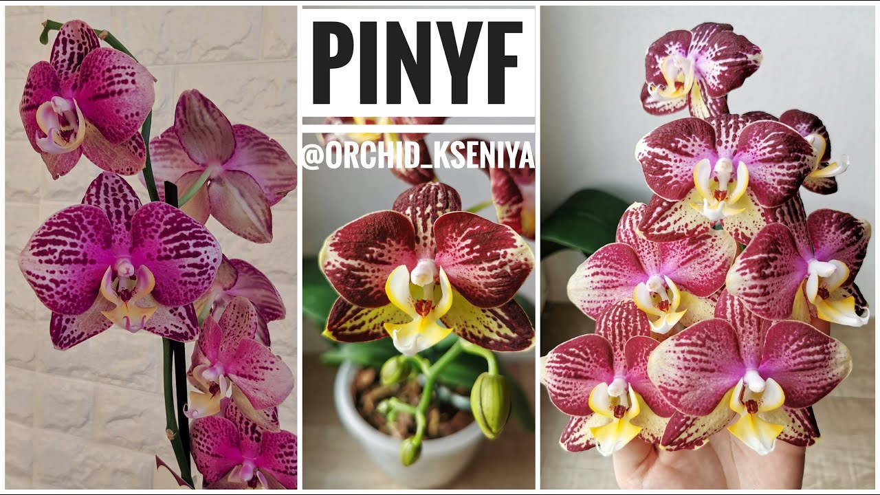 Орхидея Пиниф: описание сорта, характеристики и особенности