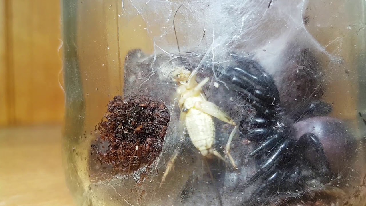 Deadly Sydney Funnel Web Spider ( Atrax Robustus ) Gravid/Pregnant