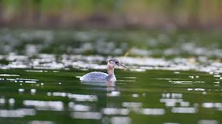 Red-necked Grebe diving