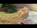 BEARDED DRAGON RESCUED FROM ABANDONED HOME IN WINTER EP1 | NO HEAT NO UVB FOR MONTHS LETS SAVE HER!