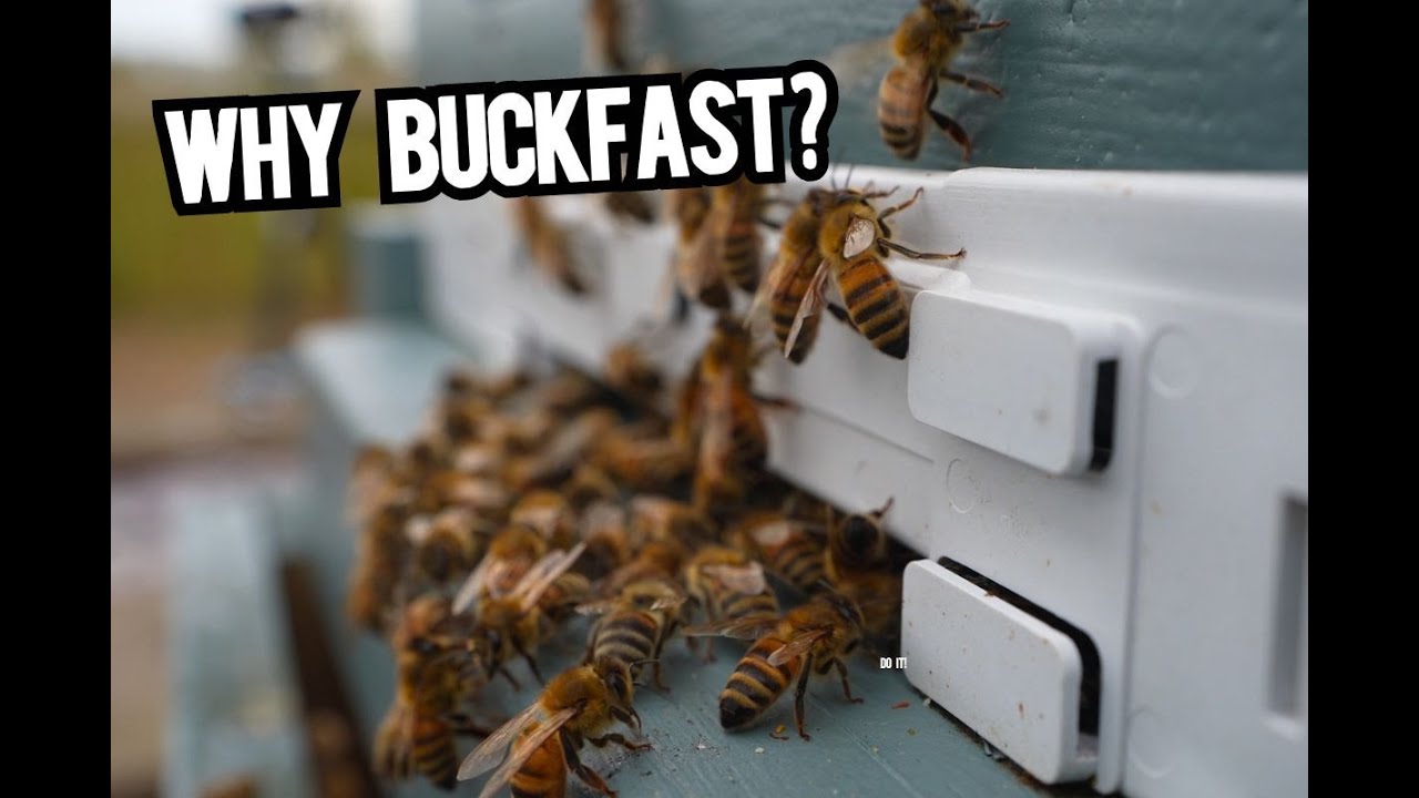 Why Buckfast Bees - A Visit To Adam's Apiary and What Makes Them So Consistent