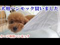 犬用ハンモックを購入しました。【トイプードル　子犬】