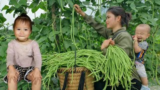 Happy days with two children: Harvest Long bean garden to sell at the market - Cooking | Animal care