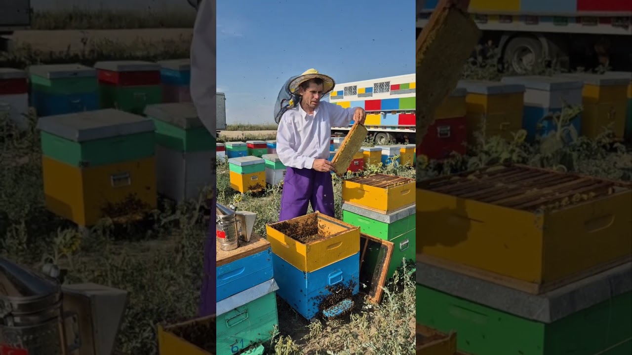 La extrasul mierii de floarea soarelui!🌻Regine de calitate de la Ionuț Geantă!