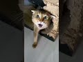 قطة مشاغبة و غاضبة جدا تموء بصوت عالي لكي تلفت انتباه Shorts