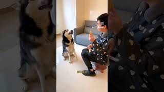 #campursari #cover #dangdut #coversong #trendingshorts #trendingshorts #viralshorts #dogs