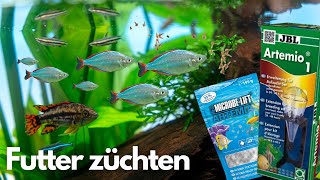 Lebendfutter Selbst Züchten
