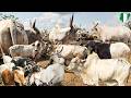 Latest Livestock Prices In Nigeria Before Christmas 2025 Costs Of Cow Ram And Goat 