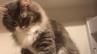 縄張りに侵入した敵に猫パンチする猫 ノルウェージャンフォレストキャットCat punch.Norwegian Forest Cat.