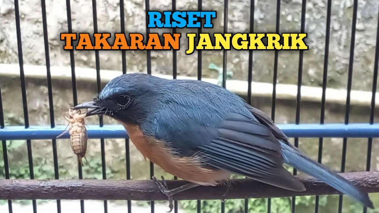 JUMLAH JANGKRIK UNTUK BURUNG TLEDEKAN BAHAN