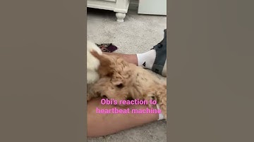 Thumbnail of Obi’s reaction to heartbeat machine featuring @Sparkle Fox