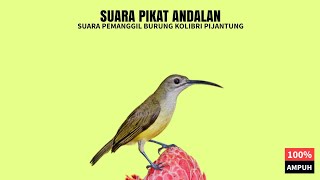 SUARA PIKAT ANDALAN : Suara Pemanggil Burung Kolibri Pijantung (100% Ampuh)