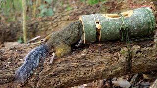 สาวดอย สร้างกับดักกระรอกแก้มแดงในป่า Hunting create a squirrel trap in the jungle