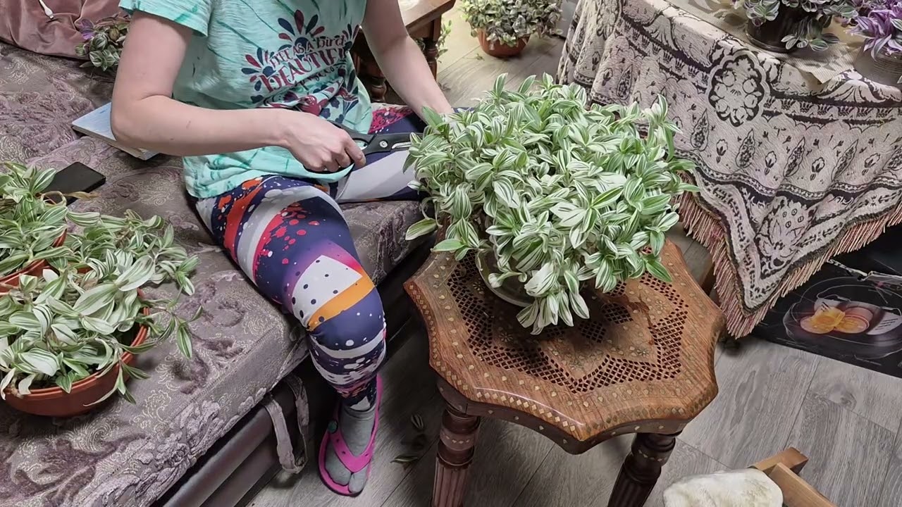 Черенкую  огромную альбифлору