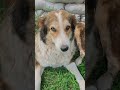 😃😃DOG funny 😁 😂 😀