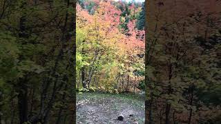 A Sneek Peek up Hobble Creek #fall2023