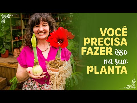 Planta AMARILLIS a