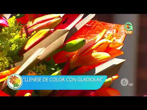 Vídeo: Per Evitar Que El Gladiol Es Corbi