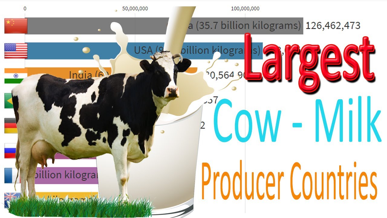 Top Largest Cow Milk Producer Countries Youtube