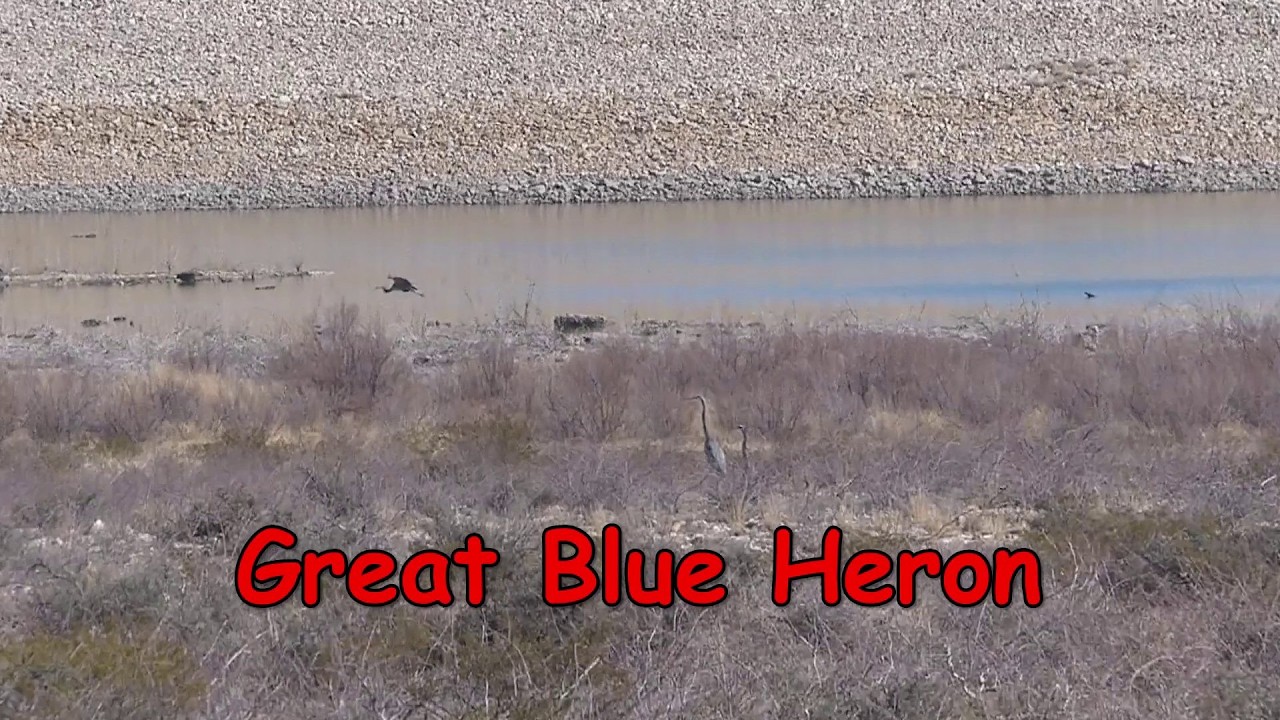 More birds of Brantley Lake including the Great Blue Heron