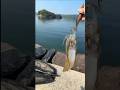 失敗しないための秘訣 #ショート #shortvideo #shorts #エギング #fishing #アオリイカ #釣り #アウトドア