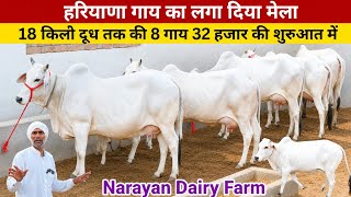 हरियाणा गाय का लगा दिया मेला 18 किलो दूध तक की 8 गाय , 32 हजार की शुरुआत में , Narayan Dairy Farm ,