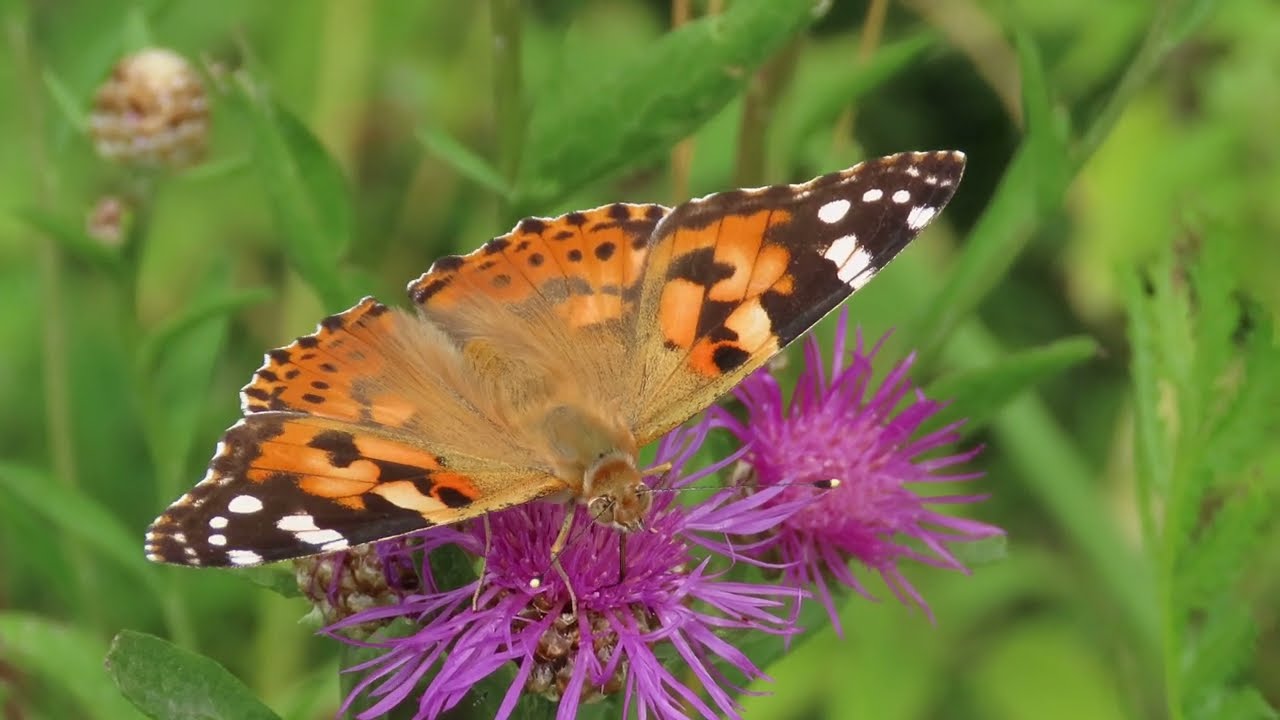 Бабочка Репейница (Чертополоховка, Vanessa cardui), Крылатское, 17 июля 2022