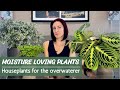 Moisture loving houseplants  perfect plants for the overwaterer