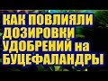 Как повлияли дозировки Удобрений на Буцефаландры. Роль Питания для Растений в Аквариуме