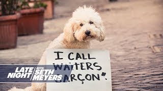 Extreme Dog Shaming Faking A Disability Claim, Calling Waiters Garçon