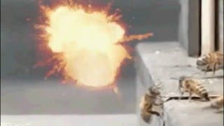 bees collide   - funny air collision -