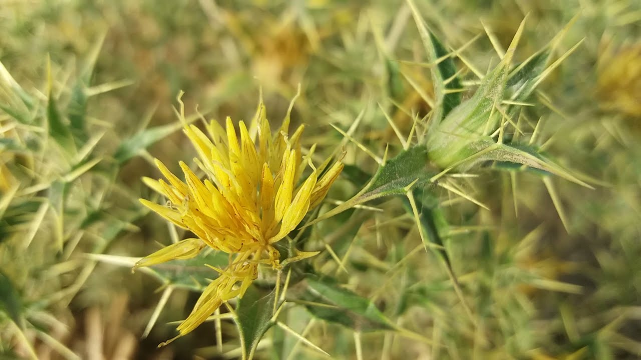 yellow star-thistle||Centaurea solstitialis