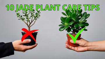 10 Jade Plant Care Tips That You Need to Know - Houseplant Care