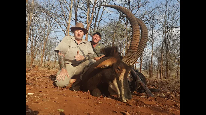 SABLE & BUFFALO HUNTING WITH CHIVIC AFRICAN SAFARI...