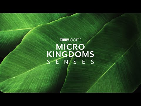 The Making of BBC Earth - Micro Kingdoms: Senses