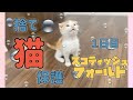 【捨て猫を保護】スコティッシュフォールド　Scottish Fold 子猫【野良猫】生後1.5カ月　小さな捨て猫を思わず拾いました。