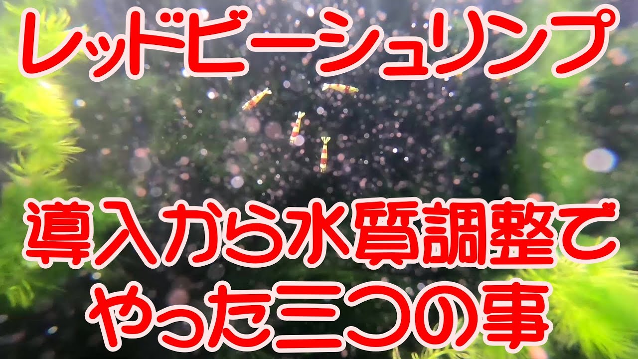 レッドビーシュリンプ導入後の水質調整 生体の様子を見ながら水のテコ入れをしています ３つの事を気を付けて調整してみました Youtube