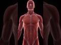 👉 "Human Body me Iron se Nail ban sakti hai?! 😳 | Amazing Science Fact" #amazingfacts #facts