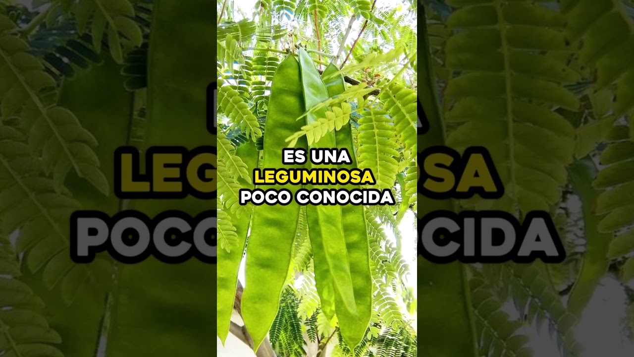 Los Mejores Beneficios del GUAJE