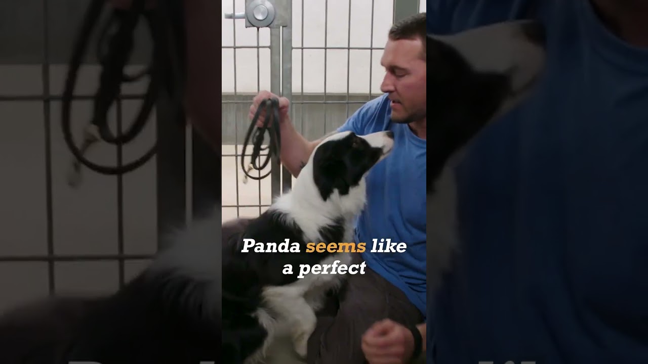 Fearful Rescue Dog Has Never Seen The Outside World 😢 