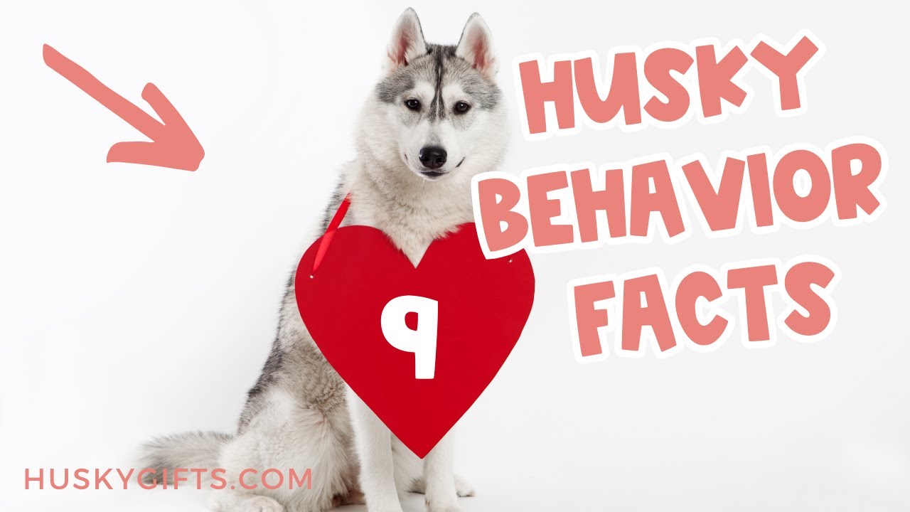 Siberian Husky Behavior: Important Facts