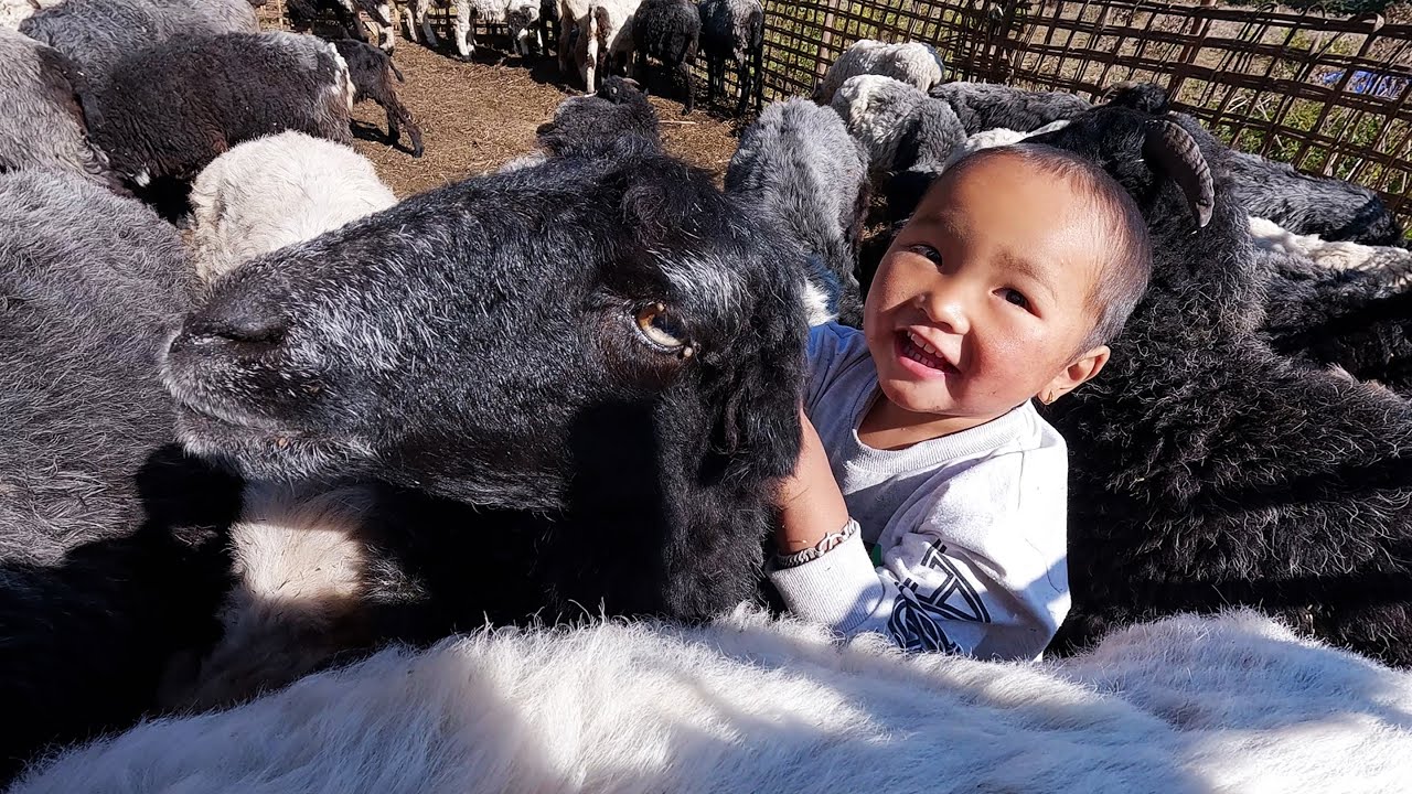 Himalayan sheep herders in Nepal || life with livestock in rural Nepal || Himalayan family ||