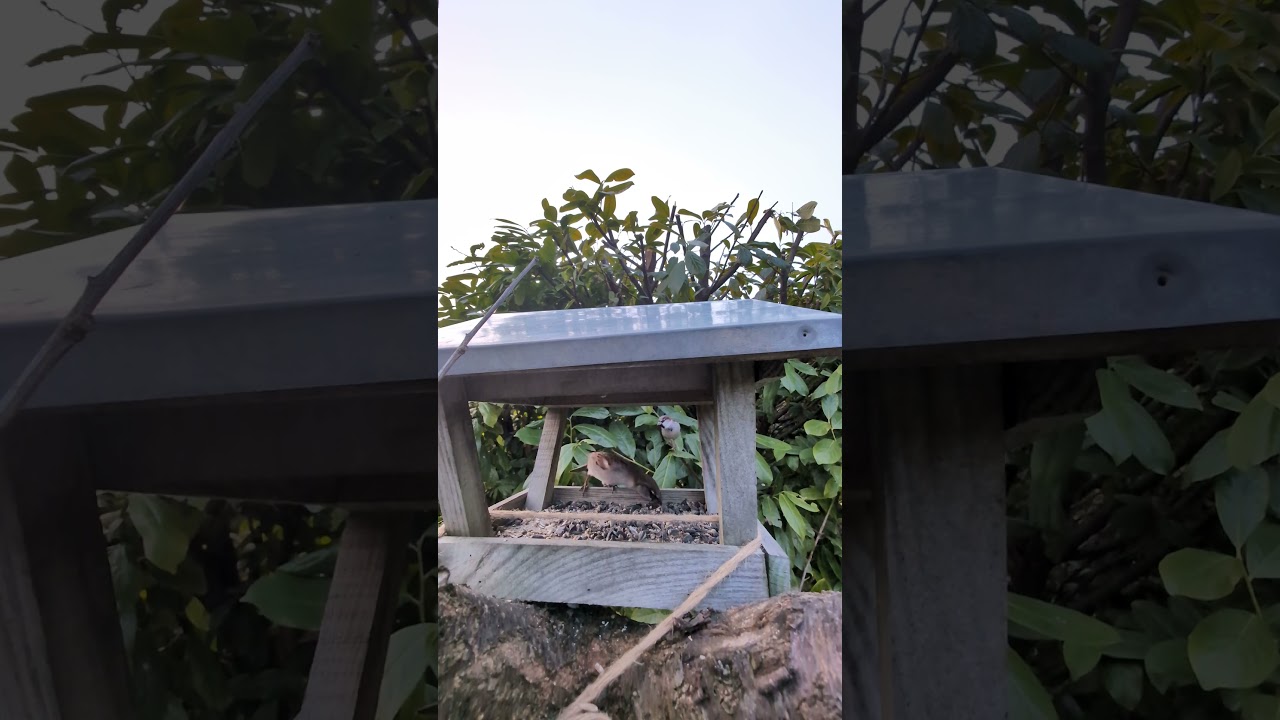 More Likes 4 More Seeds