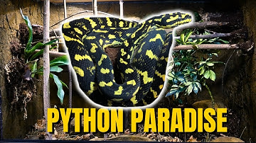 CARPET PYTHON ENCLOSURE